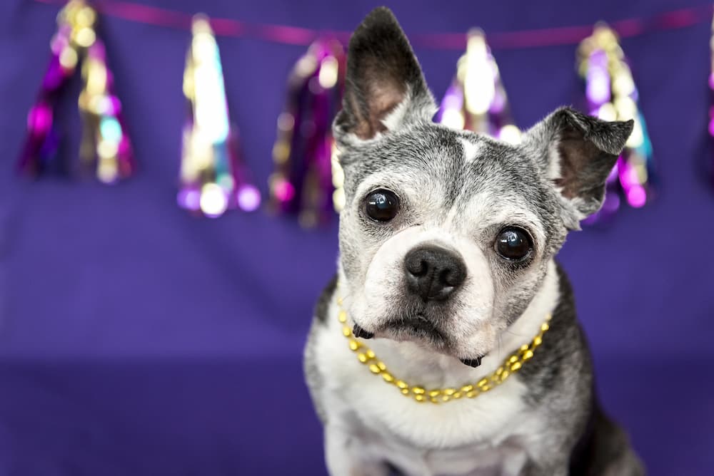 dog celebrating his birthday