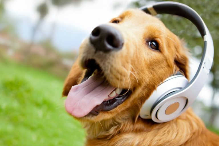 Dog listening to music with headphones