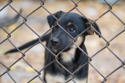 How to Support Pets in Ukraine
