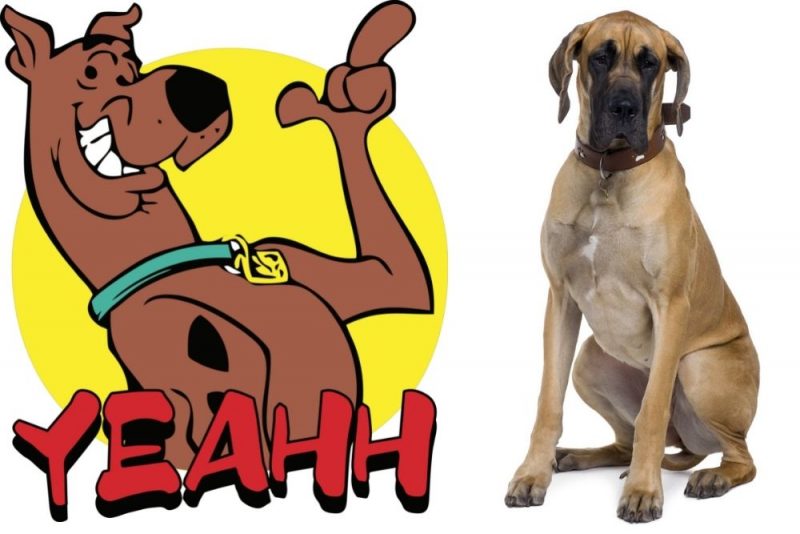 What Kind of Dog is Scooby Doo? Great Pet Living