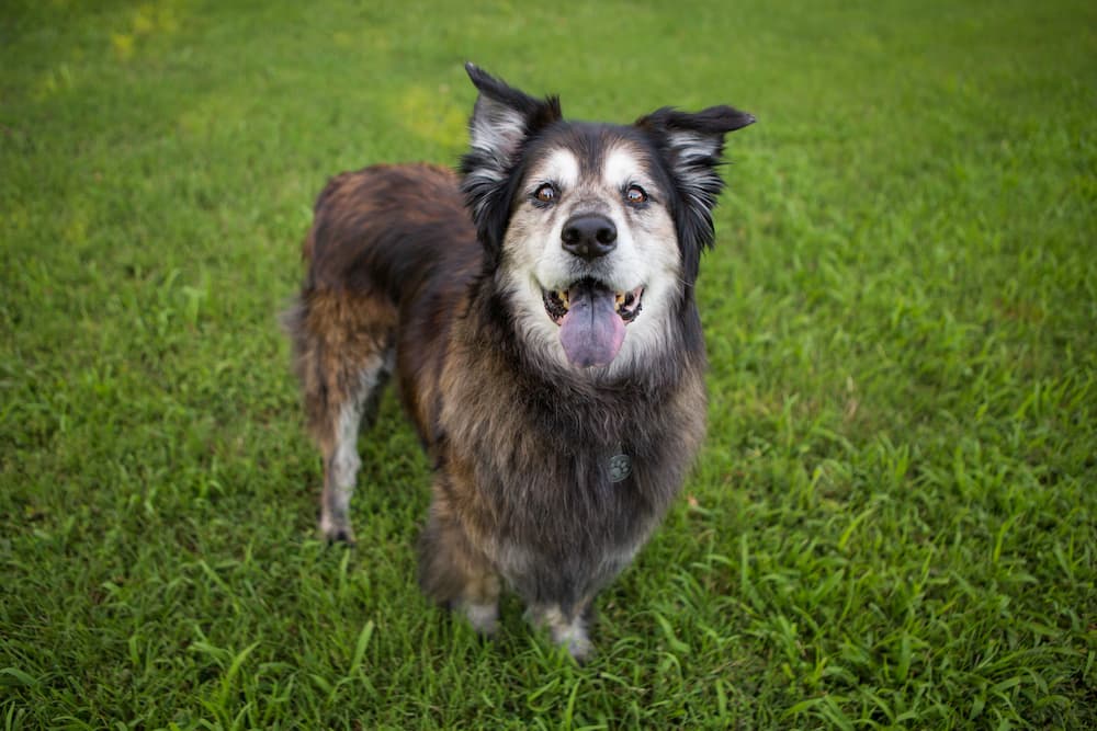 beautiful older dog