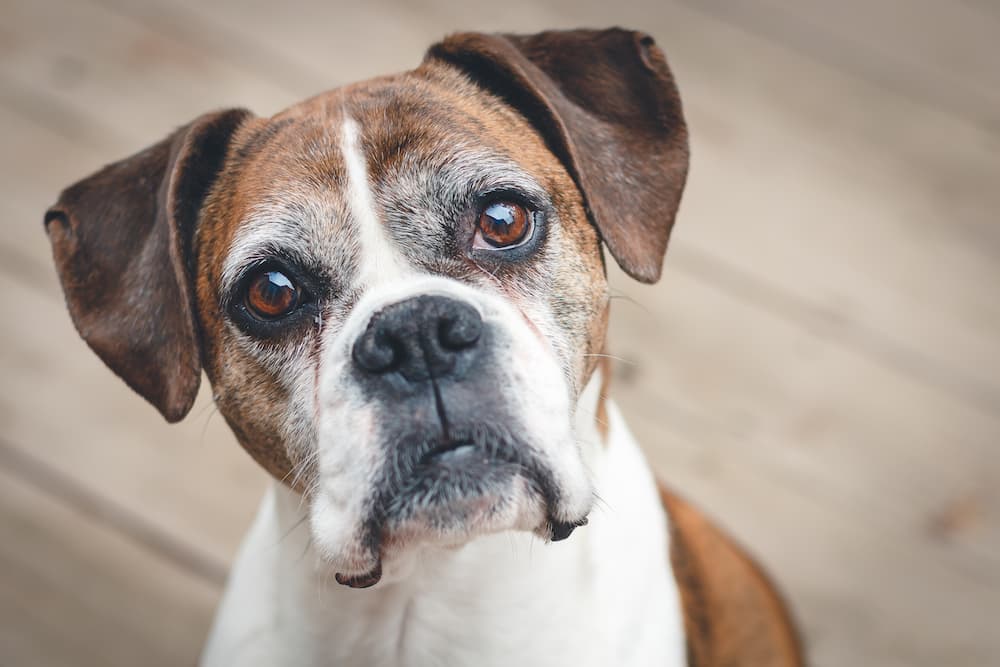 funny yearbook pictures dog