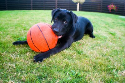 Quiz: Match Professional Athletes to Their Pets