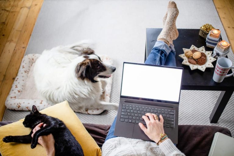 Are Candles Bad for Dogs? Great Pet Living