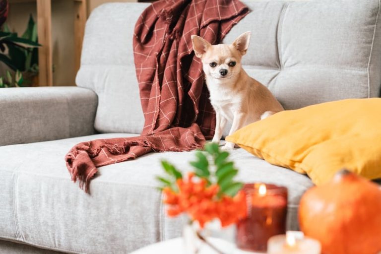 Dog sitting on a couch next to a candle on the table