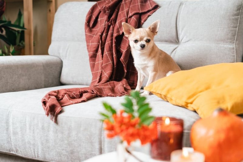 Are Candles Bad for Dogs? Great Pet Living