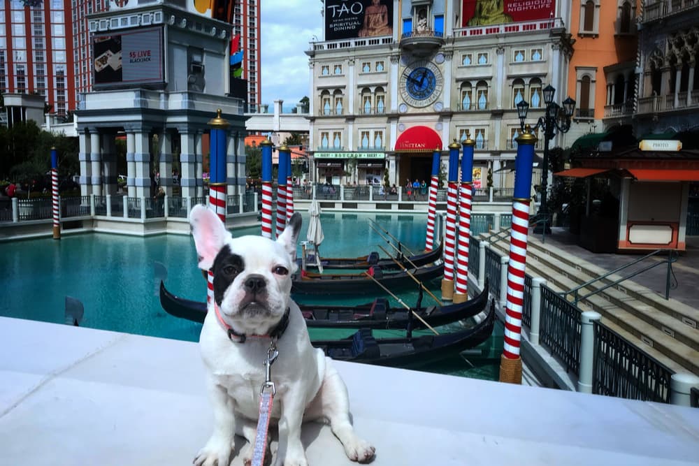 Pet Friendly Hotels in Las Vegas