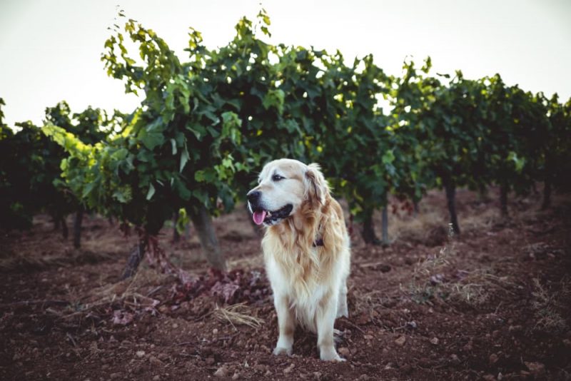 7 DogFriendly Wineries in California Great Pet Living