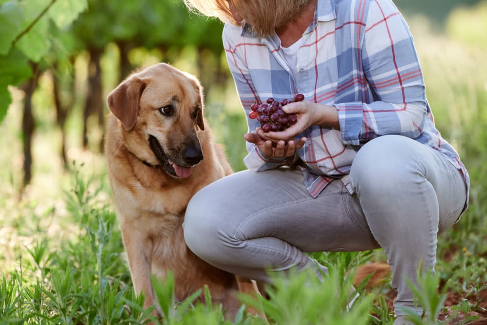 Dog at a vineyard looking at grapes