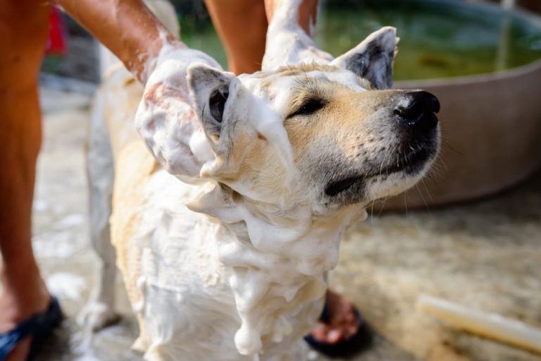 Dog having a bath with moisturizing dog shampoo