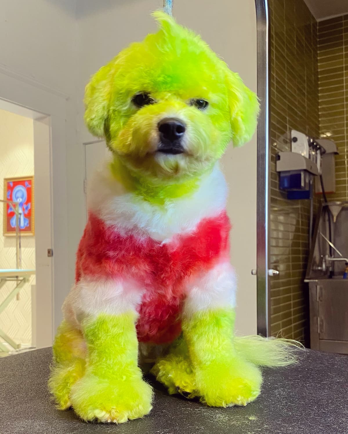Dog Groomer Gabriel Feitosa Cuts and Colors His Way To The Top Great