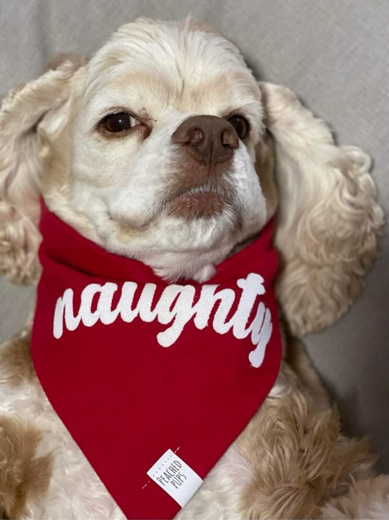 Blonde dog appears adorable