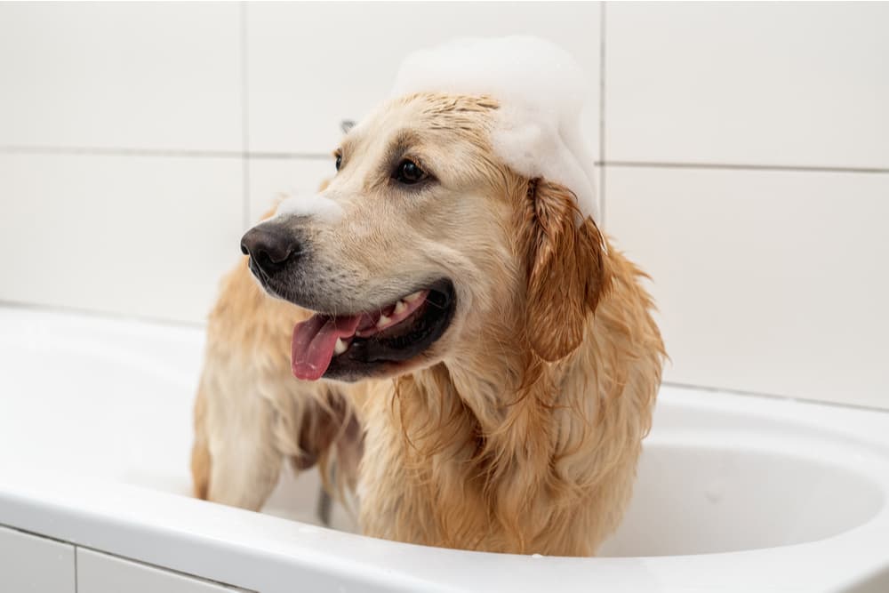 Dog has baby shampoo on head