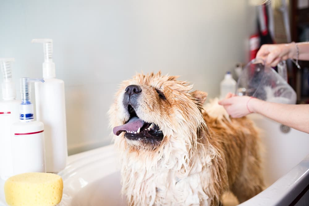 Dog getting shampooed in the bath