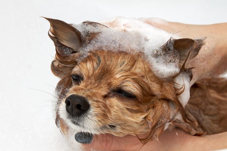 can-i-use-baby-shampoo-on-my-dog-great-pet-living