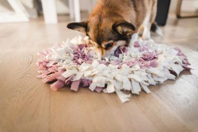 DIY Dog Puzzles: 5 to Try at Home