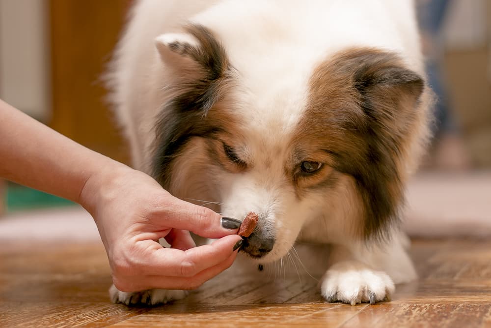 Dog getting a treat from a nice lady