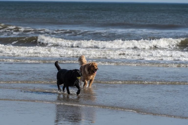 8 Best DogFriendly Beaches in NJ Great Pet Living