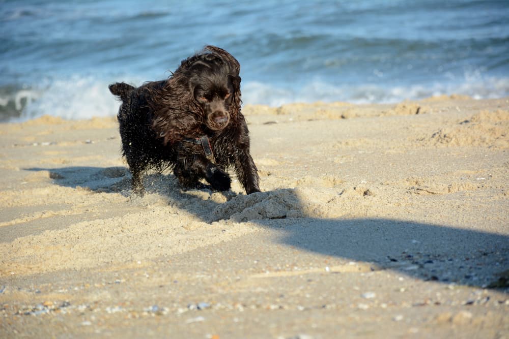 Happy dog playing in the beach in New Jersey