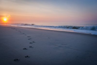8 Best Dog-Friendly Beaches in NJ