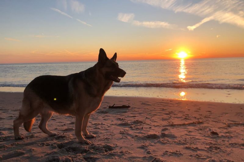 8 Best DogFriendly Beaches in NJ Great Pet Living