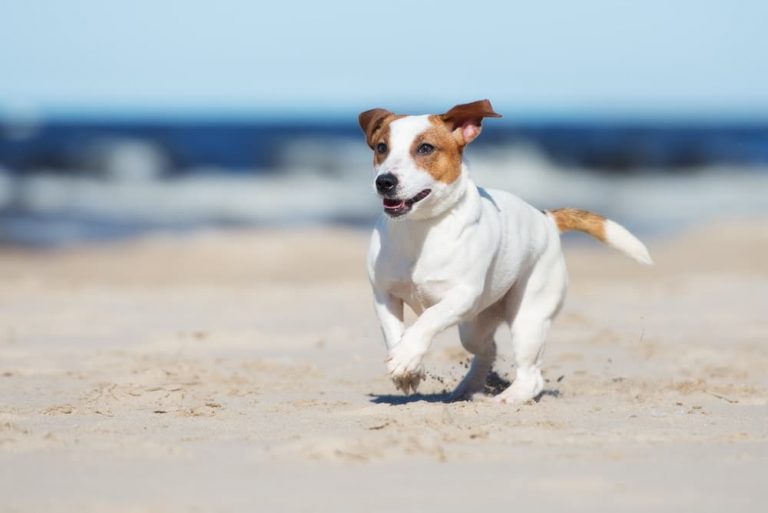 8 Best DogFriendly Beaches in NJ Great Pet Living