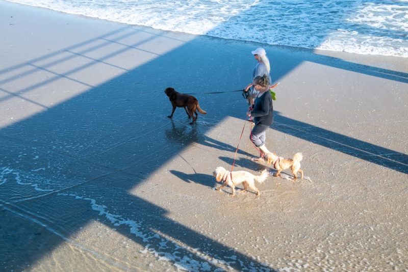8 Best DogFriendly Beaches in NJ Great Pet Living