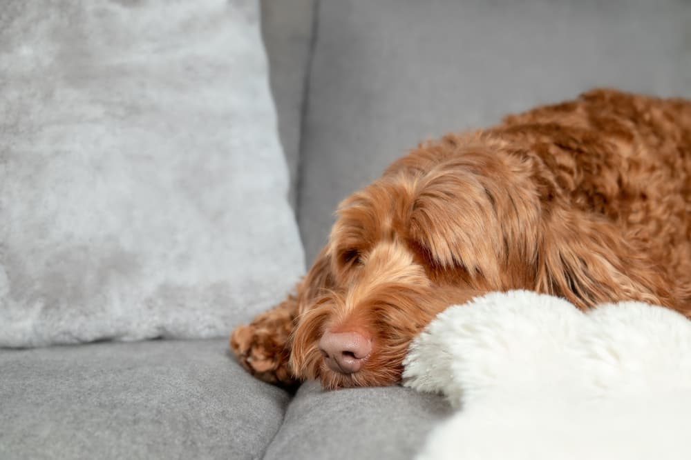 why is my dog scratching the sofa