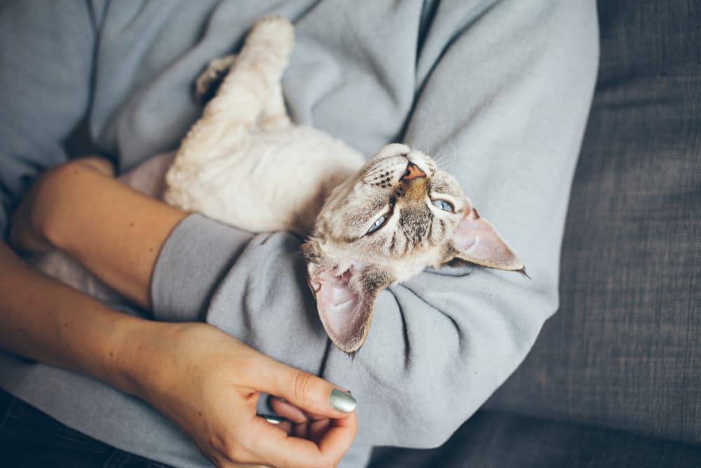 Happy cat being held by owner