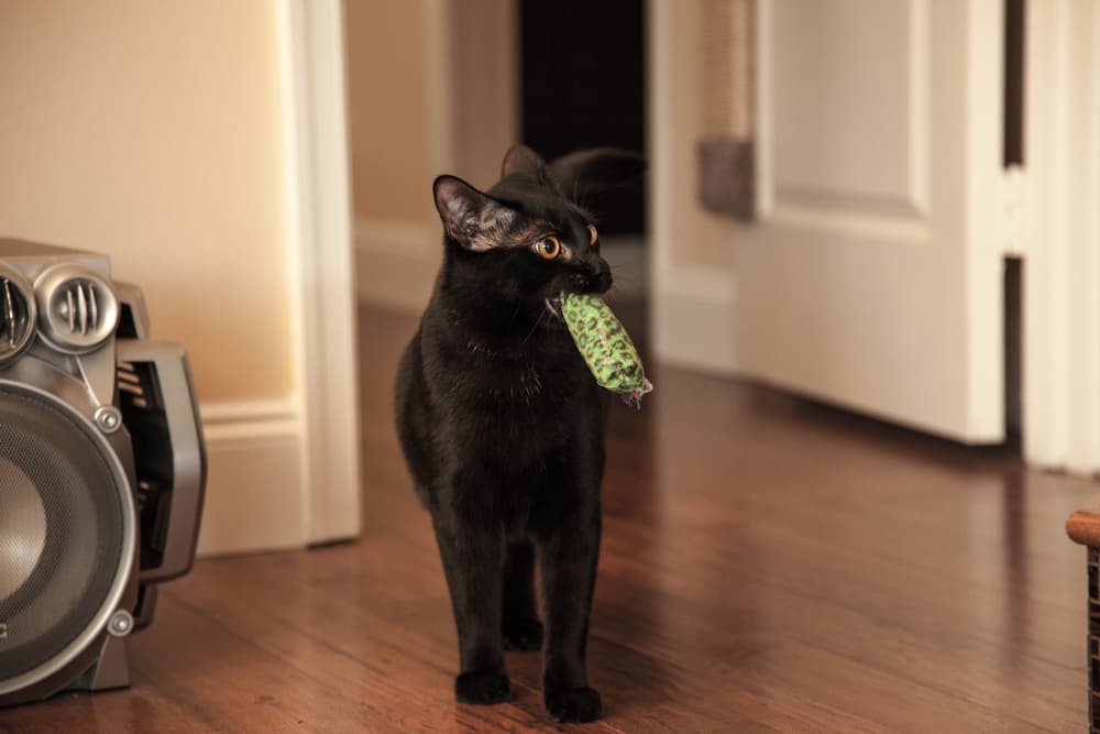 Cat playing fetch with a fun toy