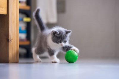 How to Teach a Cat to Fetch