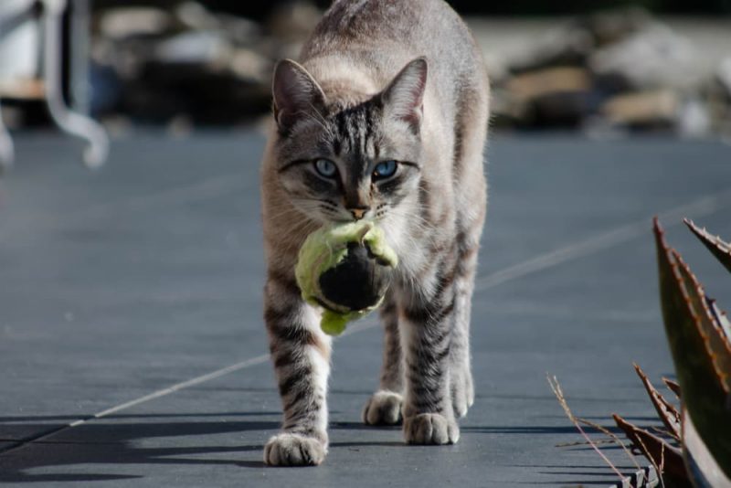 How to Teach a Cat to Fetch Great Pet Living