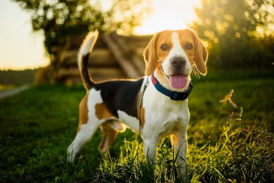 30 Cute Beagle Quotes To Celebrate Your Best Friend
