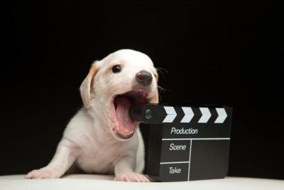 Quiz: What TV Character Would Your Pet Be?