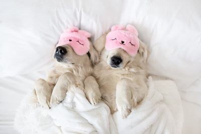 43 Dog Sleeping Puns and Snoozy Sayings
