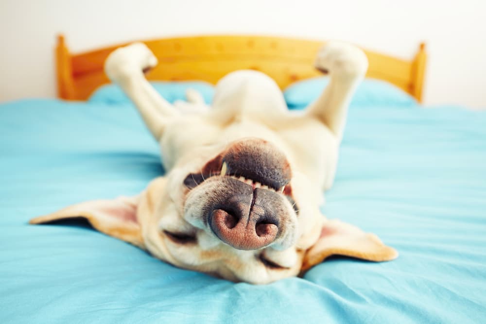 43 Dog Sleeping Puns and Snoozy Sayings - Great Pet Living