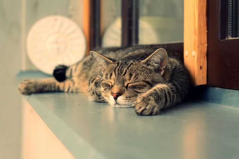 The Best Cat Cafes in Chicago Great Pet Living