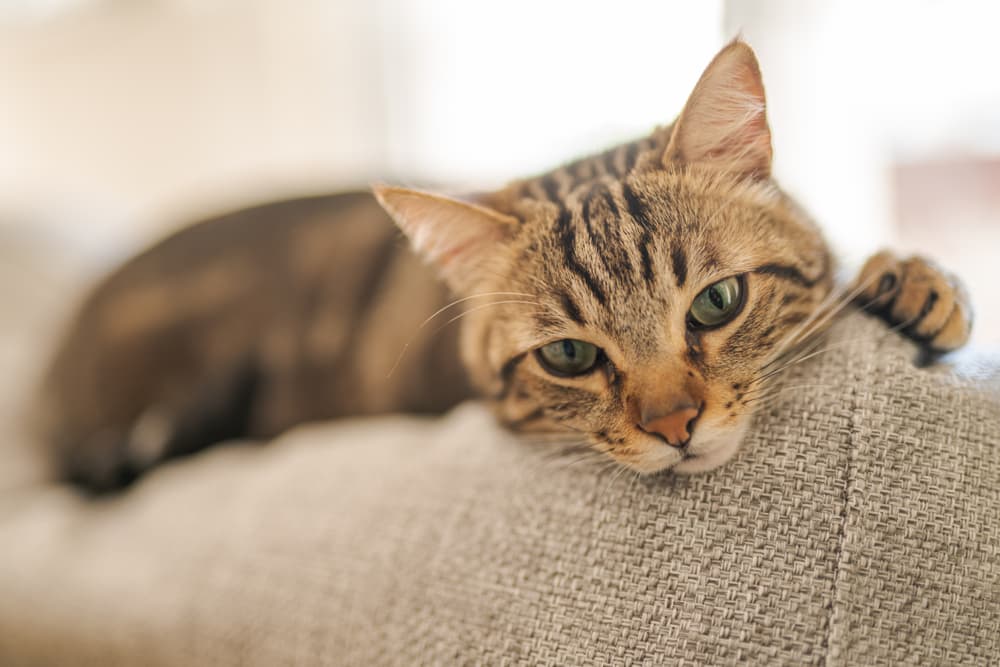 Happy cat resting on arm of a chair