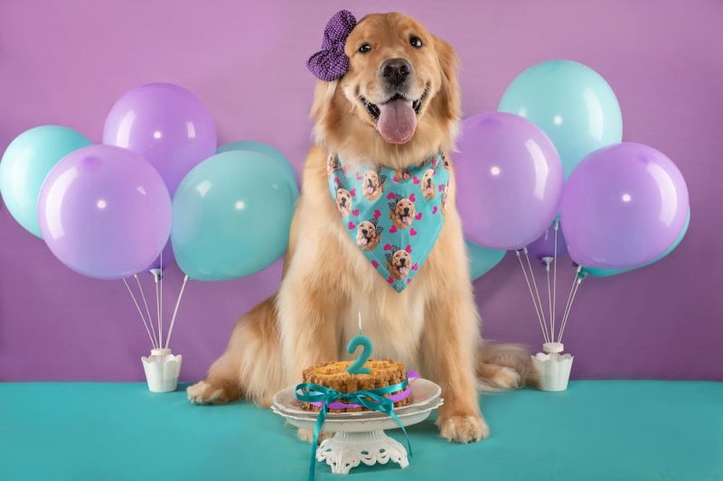 50 Dog Birthday Puns To Make You Smile Great Pet Living