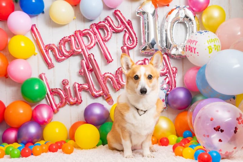 50 Dog Birthday Puns To Make You Smile Great Pet Living