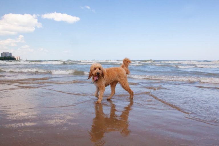 10 Best Dog Beaches in Michigan Great Pet Living