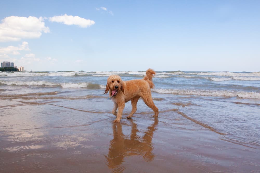 Dog running on beach in Michigan