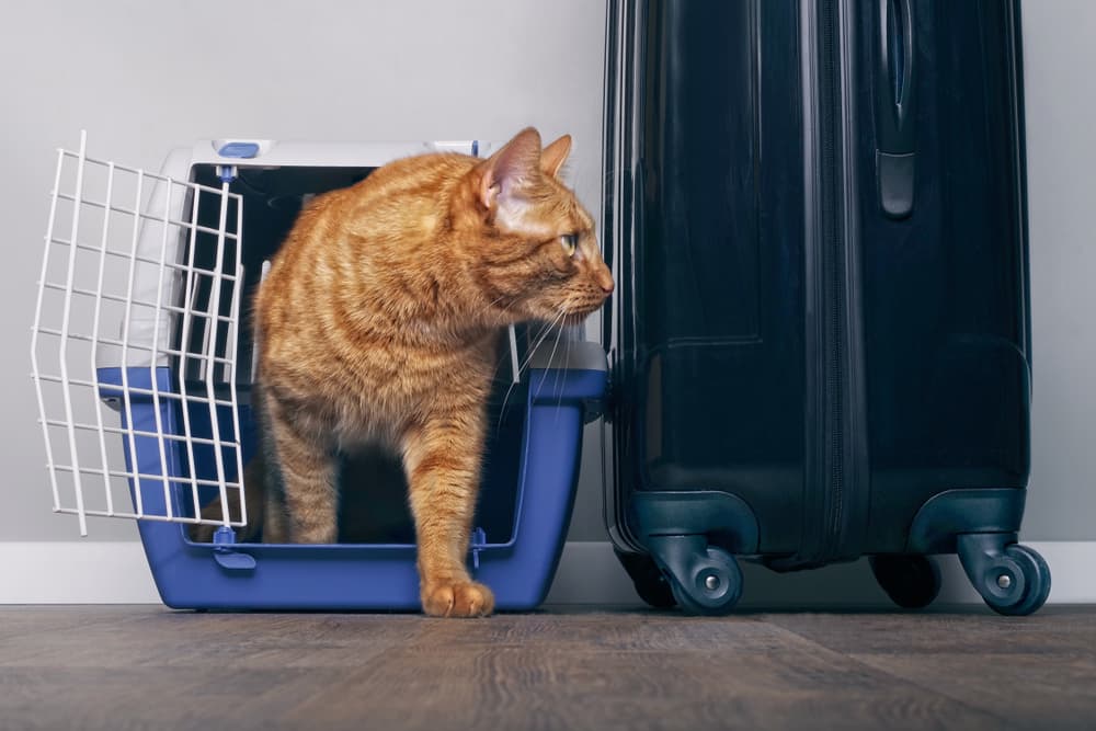 Cat near luggage