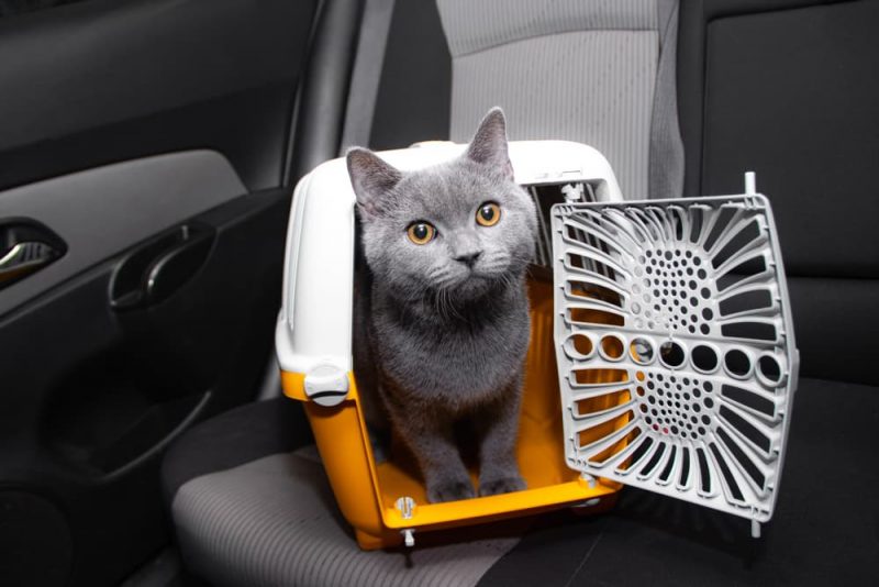 Traveling With a Cat Tips for Planes, Cars, and Trains Great Pet Living