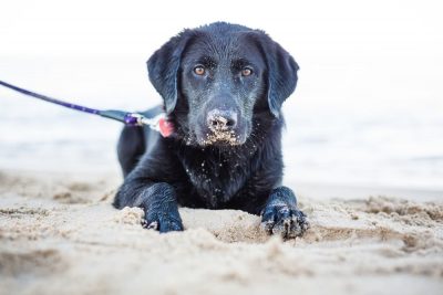 10 Best Dog Beaches in Michigan