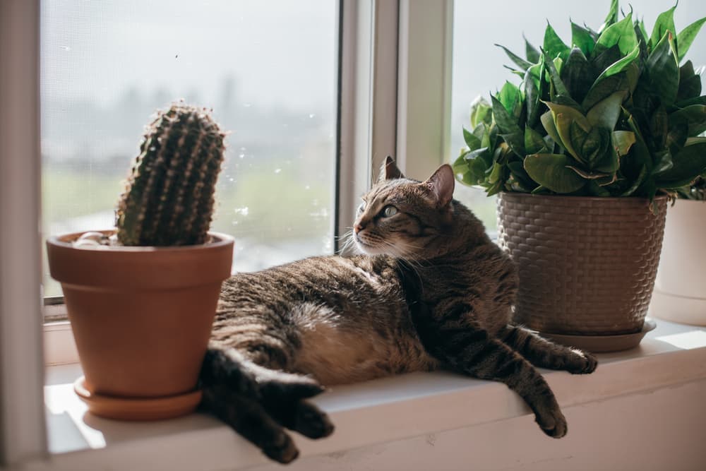 7 Cactus Cat Scratchers & Cat Trees for Southwestern Flair 7 Cactus Cat Scratchers & Cat Trees for Southwestern Flair