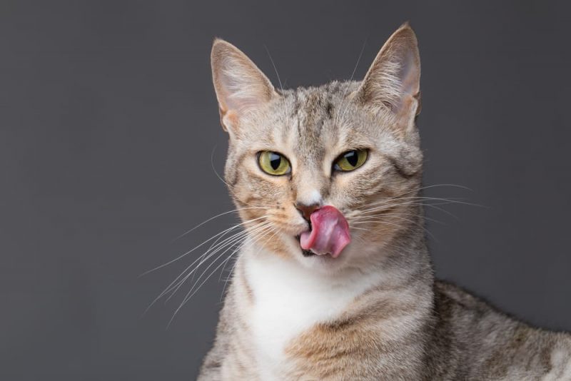 Does Catnip Calm Cats? Great Pet Living