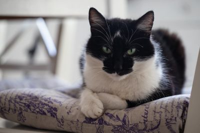 Does Catnip Calm Cats?