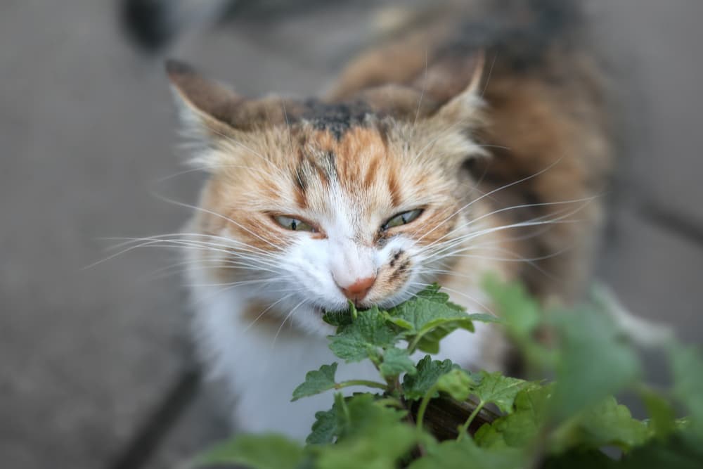 Cat eating catnip