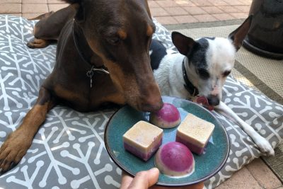 4 Frozen Dog Treat Recipes to Try at Home